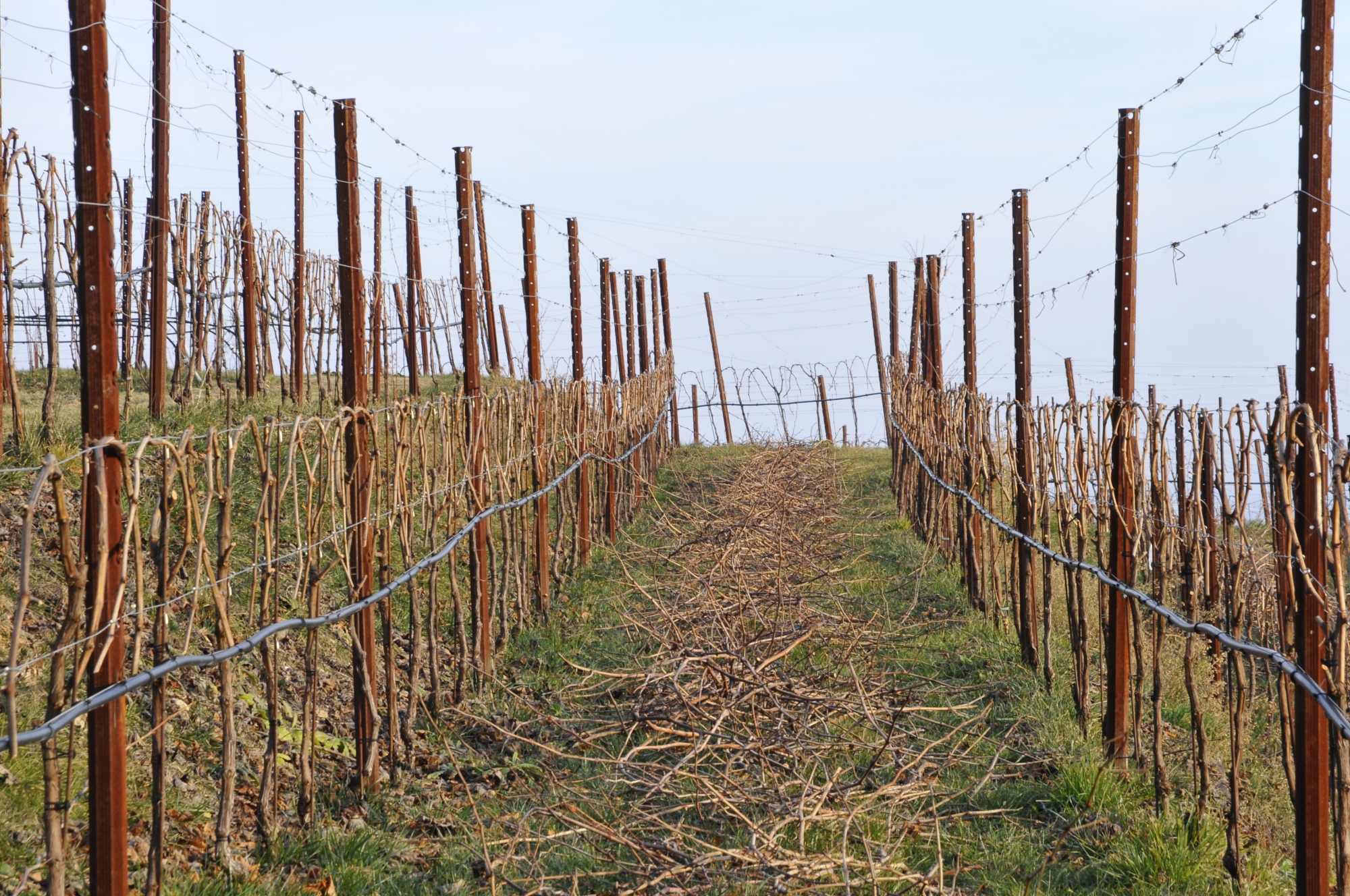 vigneto in autunno