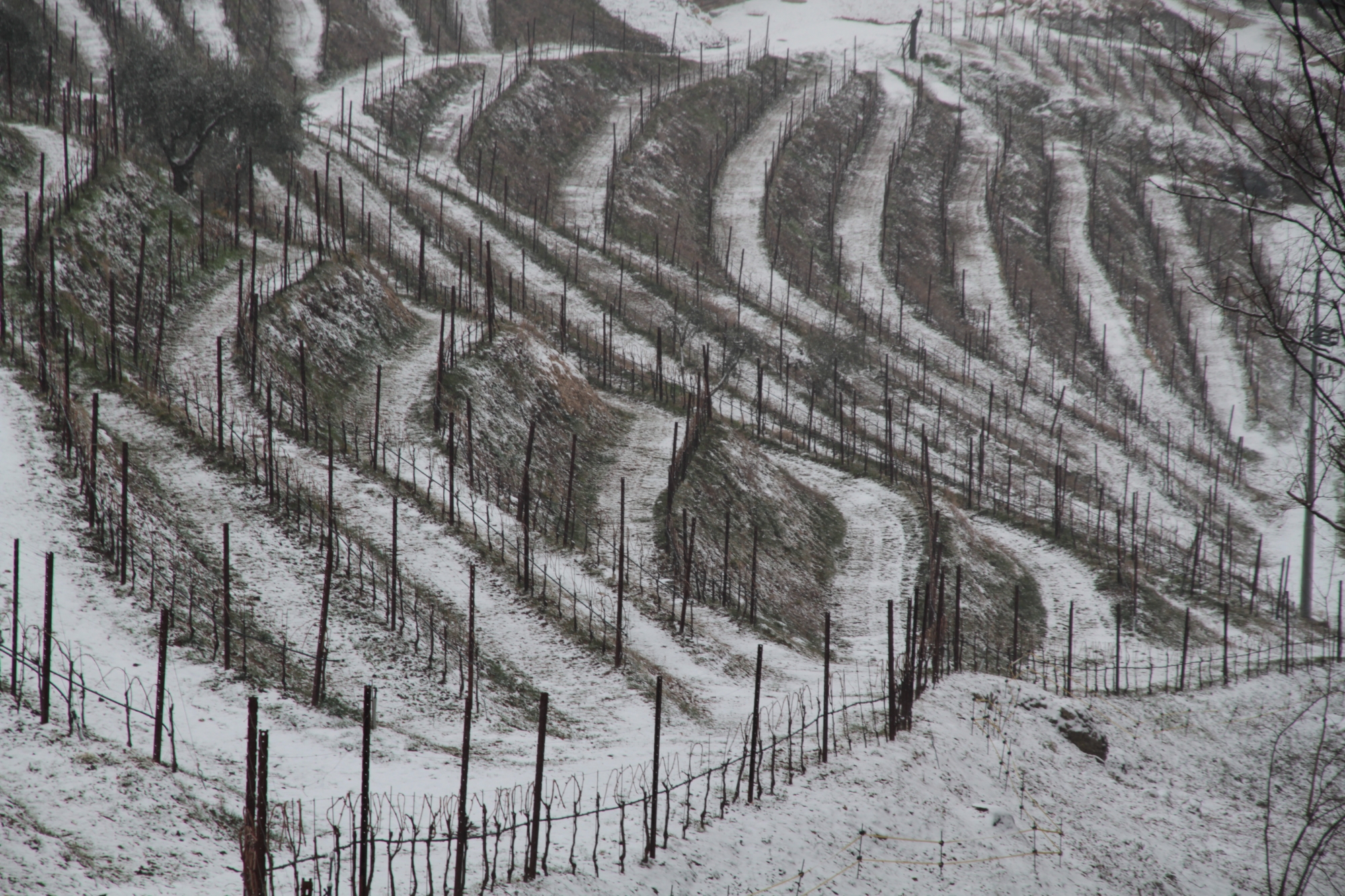 vigneto in inverno