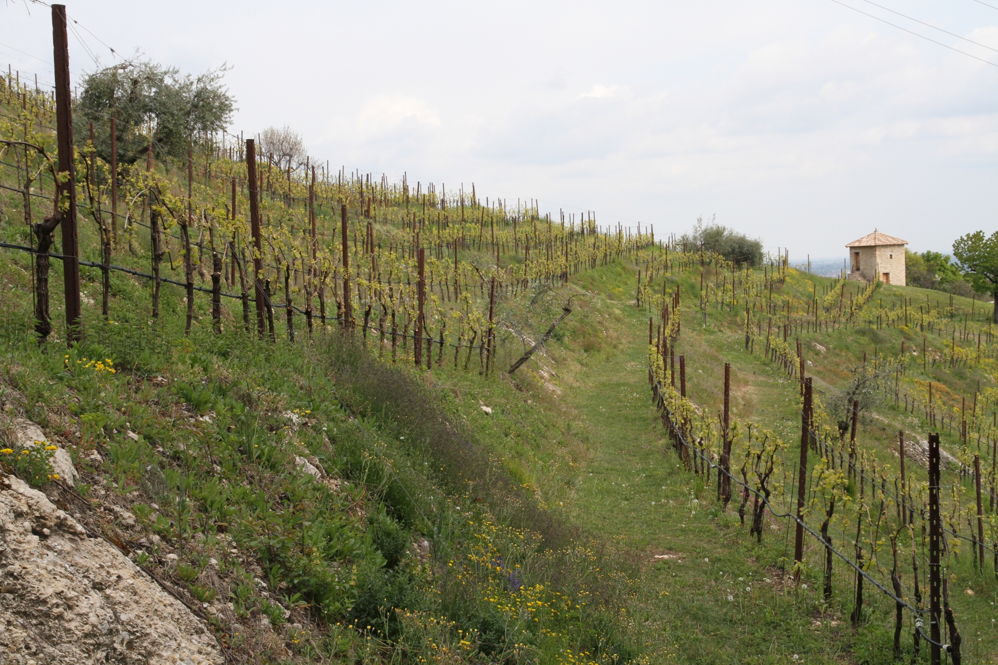 vigneto in primavera